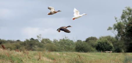 Doxey Marshes Nature Reserve in Stafford. Photographs by Paul Pickard