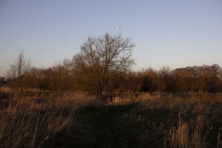 Doxey Marshes Nature Reserve in Stafford. Photographs by Paul Pickard